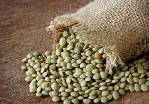 کاشت عدس در 4 هزار هکتار از اراضی شهرستان گرمی
