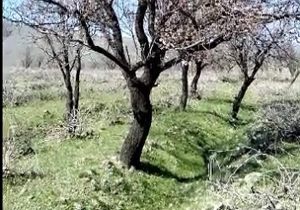 شکوفه‌های زیبای درختان بادام + فیلم