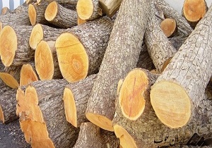 کشف بیش از 3 هزار اصله چوب قاچاق در اردبیل