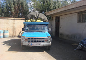 کشف ذغال قاچاق در کوهدشت