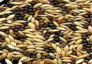 تولید 80 درصد بذر ذرت کشور در اردبیل