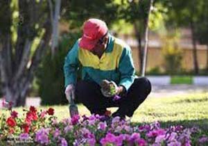کاشت گل زینتی در بندرعباس