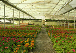 استان اصفهان در بین بزرگترین سطوح گلخانه‌ای کشور قرار دارد