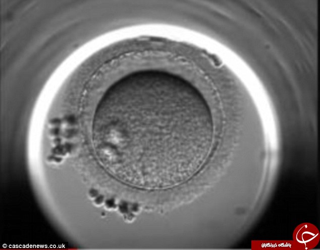 نرم&zwnj;افزاری که اضطراب والدین تحت درمان IVF را کاهش می&zwnj;دهد + تصاویر