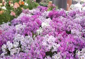 نمایشگاه گل‌های بهاری در عباس آباد + فیلم