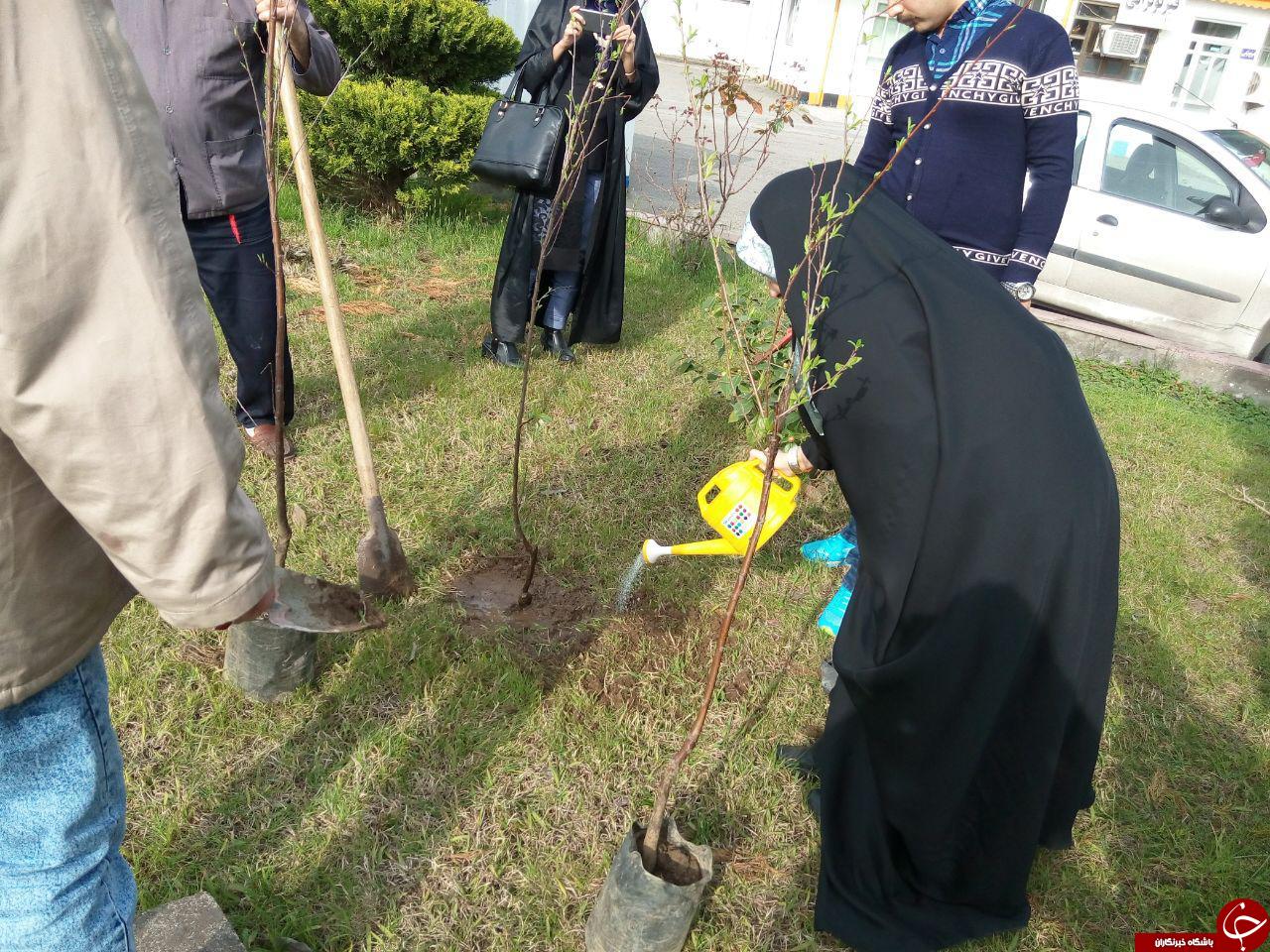 کاشت درخت در هفته درختکاری + تصاویر