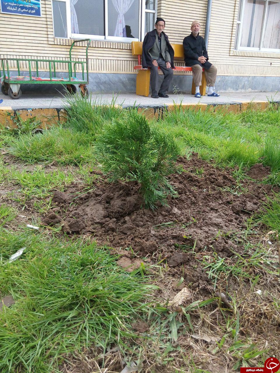 کاشت درخت در هفته درختکاری + تصاویر
