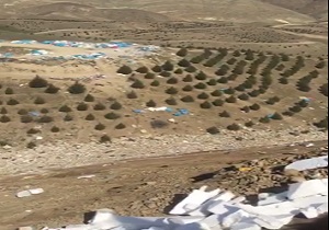 دفن درختان در زیر نخاله‌های ساختمانی با مجوز شهرداری+ فیلم