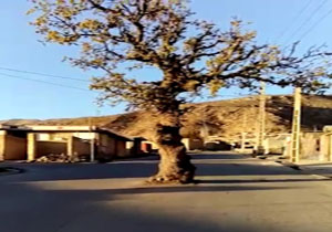 از درگیری لفظی بین خدمه پرواز با مسافران و بارش شدید تگرگ تا فروش حشره&zwnj;ای ناشناخته در عطاری و کاشت درخت در هفته درختکاری به روایت شهروندخبرنگاران + فیلم و تصاویر