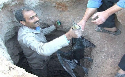 نجات بیش از 50قطعه پرنده مهاجر از مرگ قطعی
