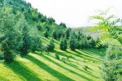 600 هکتار جنگلکاری در هفته منابع طبیعی