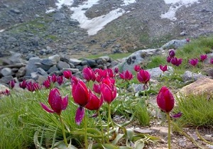 پراکندگی عطر بهار در استان