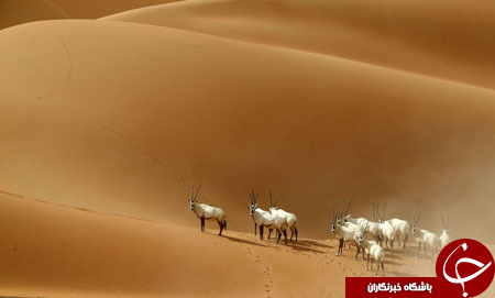 از برگزاری انتخابات در ایران تا رونمایی از بوگاتی چِیرون