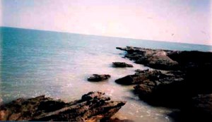 خلیج گواتر از غنی ترین زیستگاه های پستانداران دریایی