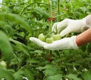 برگزاری کارگاه آموزشی کنترل غیرشیمیایی محصولات گلخانه  در یزد