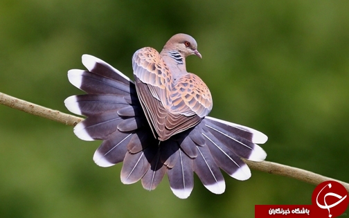 منطقه حفاظت شده دز
