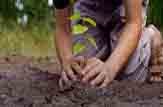 درخت تو گربار دانش بگیرد/ کاشت درخت در دانشگاه باهنر کرمان