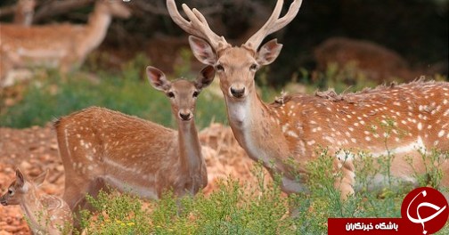 منطقه حفاظت شده دز