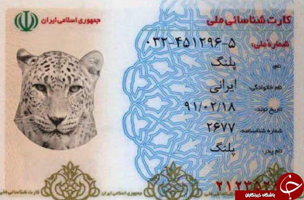 از سمندر لرستانی تا خرس بلوچی؛ کارت ملی حیات وحش را ببینید +تصاویر