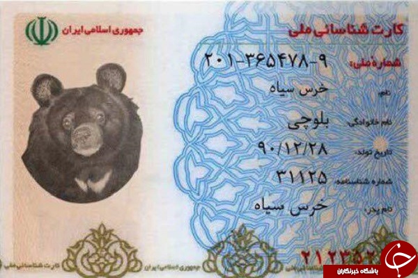 از سمندر لرستانی تا خرس بلوچی؛ کارت ملی حیات وحش را ببینید +تصاویر