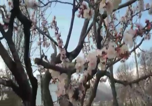 شکوفه&zwnj;های زیبای بهاری + فیلم