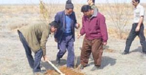 کاشت اصله نهال در پلدشت