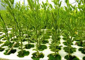 بیش از 700 اصله نهال در چاروسا کاشته می‌شود