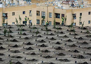 کاشت 500 اصله نهال به نیت شهدا