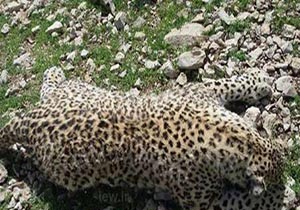 مرگ دومین پلنگ ایرانی درپارک ملی تندوره