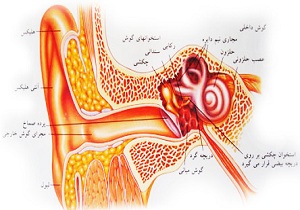 مراقبت از گوش را جدی بگیریم