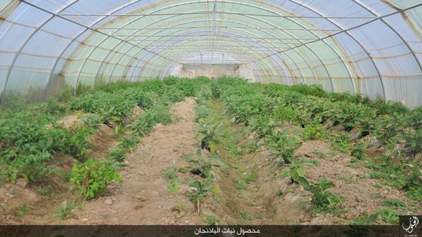 دیلی میرر: پشت&zwnj;صحنه مشمئز&zwnj;کننده نمایش خیمه&zwnj;شب&zwnj;بازی جدید داعش + تصاویر