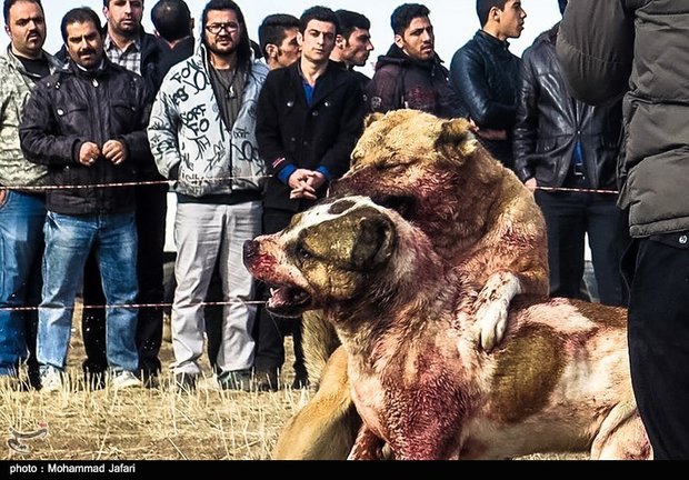 سگ آدمخواری که نگهداری آن در ایران ممنوع نیست!
