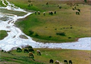 میزان دام به مرتع در آذربایجان غربی 2.5 برابر است