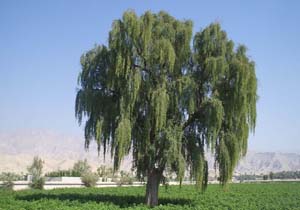 پوشش جنگلی هرمزگان کمتر از سرانه جهانی