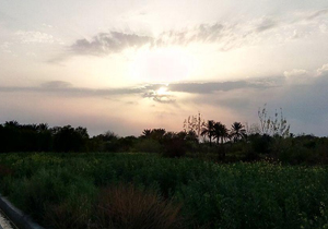 حس زیبای بوی بهار در منصوریه + تصاویر