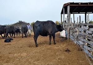 اردبیل رتبه سوم کشوری در پرورش گاومیش را دارد