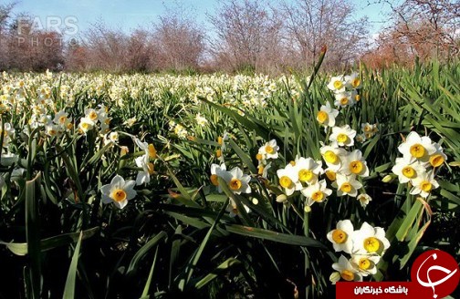 نرگس زارهایی قدیمی تر از میلاد مسیح