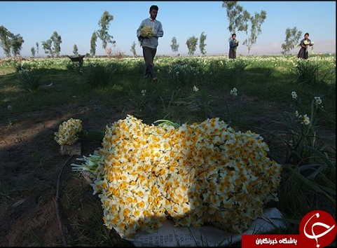 نرگس زارهایی قدیمی تر از میلاد مسیح