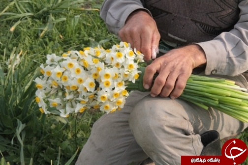 نرگس زارهایی قدیمی تر از میلاد مسیح