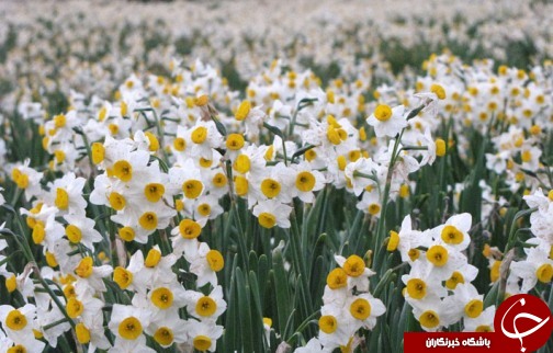 نرگس زارهایی قدیمی تر از میلاد مسیح