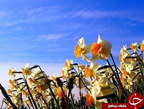 نرگس زارهایی قدیمی تر از میلاد مسیح