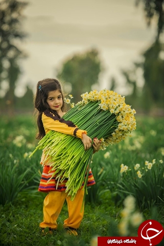 نرگس زارهایی قدیمی تر از میلاد مسیح