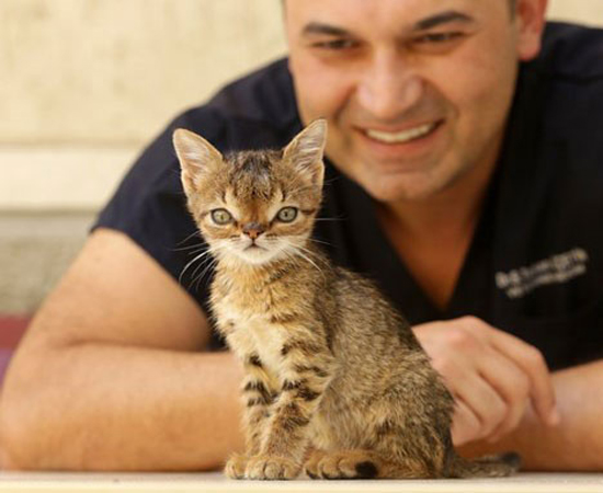اولین گربه مبتلا به سندروم داون +عکس