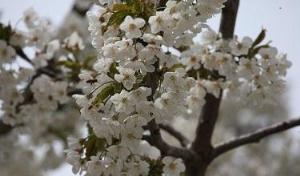 شکوفه های بهاری در آذربایجان غربی
