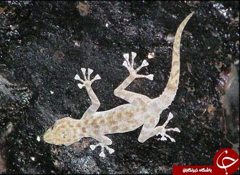 زیستگاه انسان های اولیه در لالی