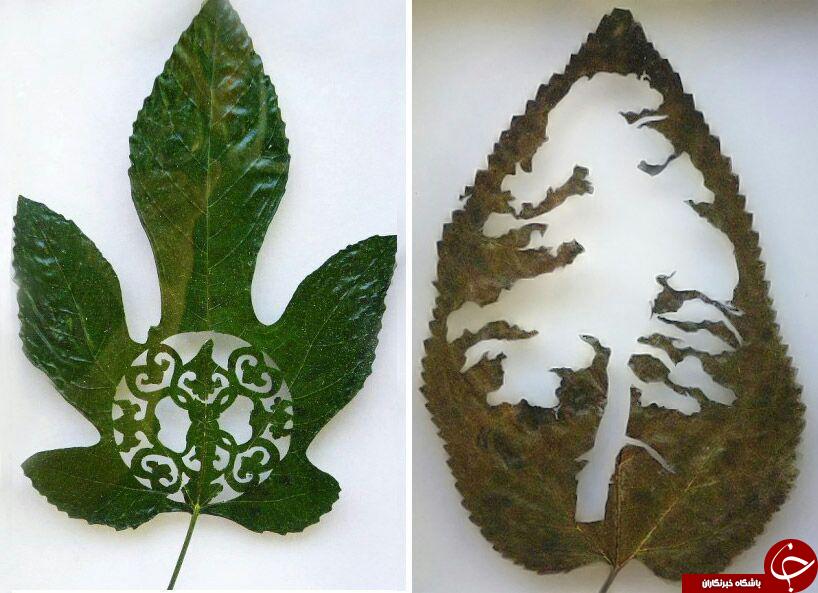 طراحی روی برگ توسط لورنزودوران