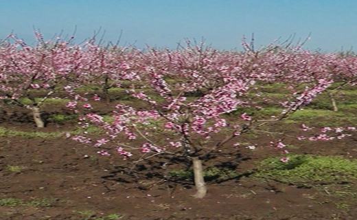 شکوفه باران در دلند شهر شکوفه های گلستان