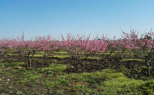 شکوفه باران در دلند شهر شکوفه های گلستان