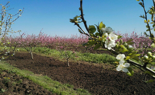 شکوفه باران در دلند شهر شکوفه های گلستان