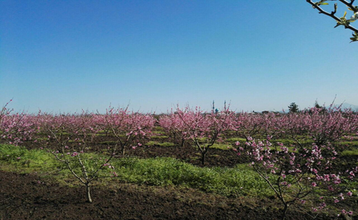 شکوفه باران در دلند شهر شکوفه های گلستان